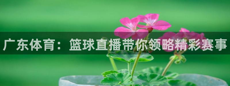 广东体育：篮球直播带你领略精彩赛事